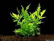 Папоротник